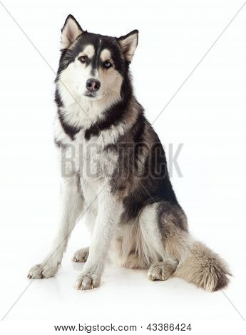 Huskies health insurance for adults
