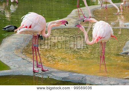 the plastic pink flamingo rhetorical essay Download and read rhetorical analysis the plastic pink flamingo rhetorical analysis the plastic pink flamingo many people are trying to be smarter every day. the plastic pink flamingo rhetorical essay Download and read rhetorical analysis the plastic pink flamingo rhetorical analysis the plastic pink flamingo many people are trying to be smarter every day.