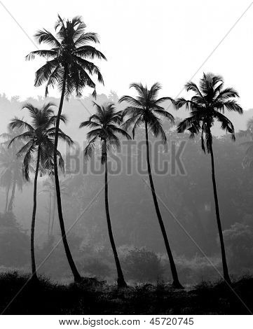 Palm trees black and white photo Palm trees black and white photo