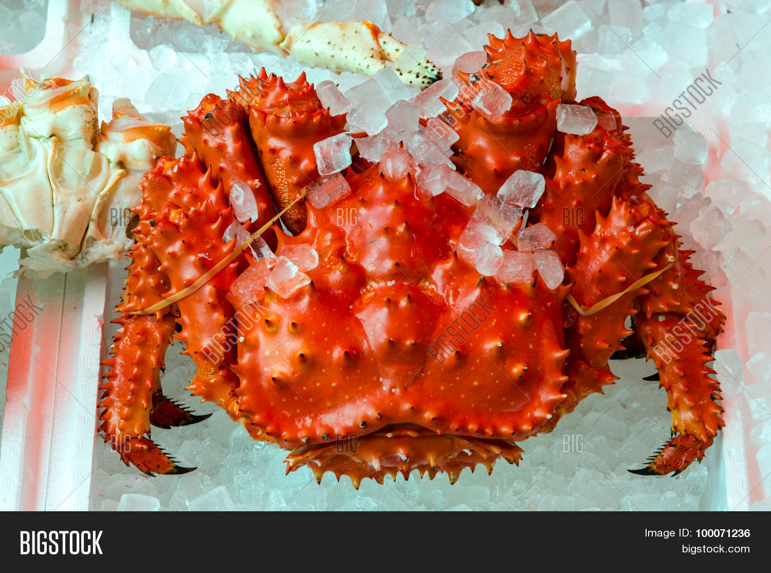 animal,background,crab,crustacean,eat,fish,food,fresh,hairy,health,hokkaido,ice,japan,japanese,king,kitchen,legs,mangrove,marine,market,meal,nature,nijo,otaru,raw,red,salt,sapporo,sea,seafood,shellfish,taraba