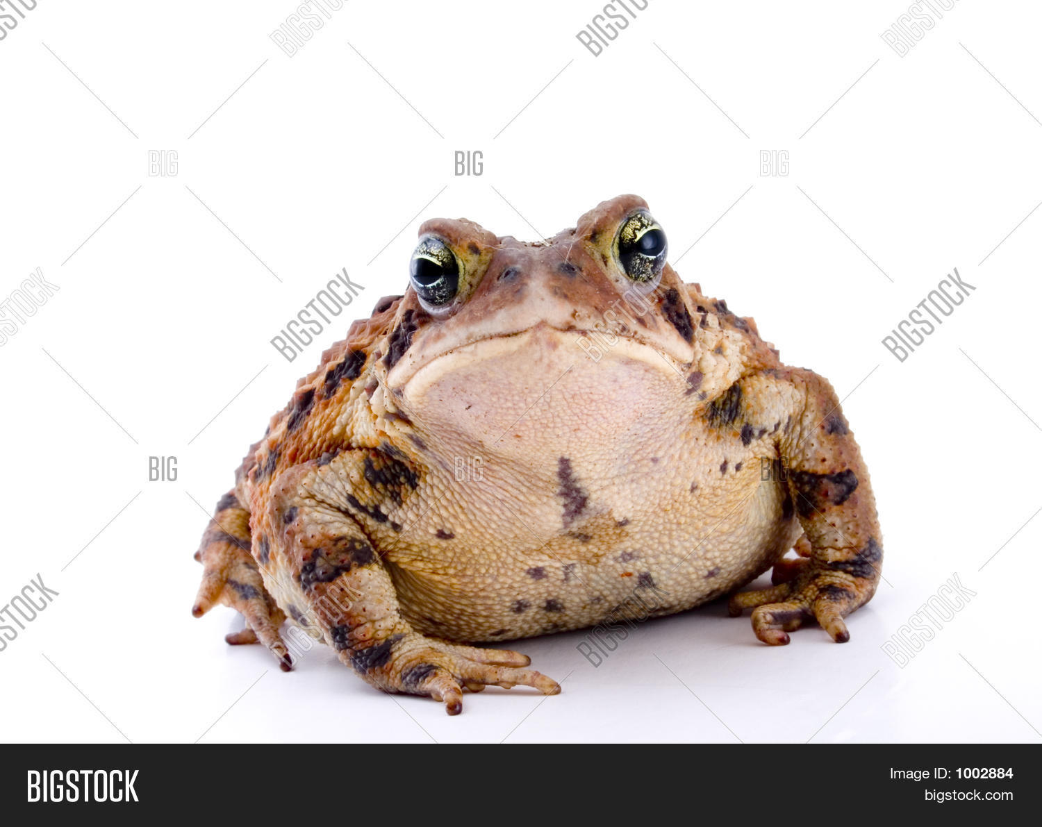 amphibian,anger,angry,animal,annoyed,attitude,big,bored,brown,close,close-up,ecology,eye,fat,frog,funny,hop,hopping,humor,humorous,isolated,jump,jumping,lazy,look,looking,macro,nature,overweight,pet,reptile,stare,staring,toad,ugly,wait,waiting,warts,weight,white,wildlife,woodland