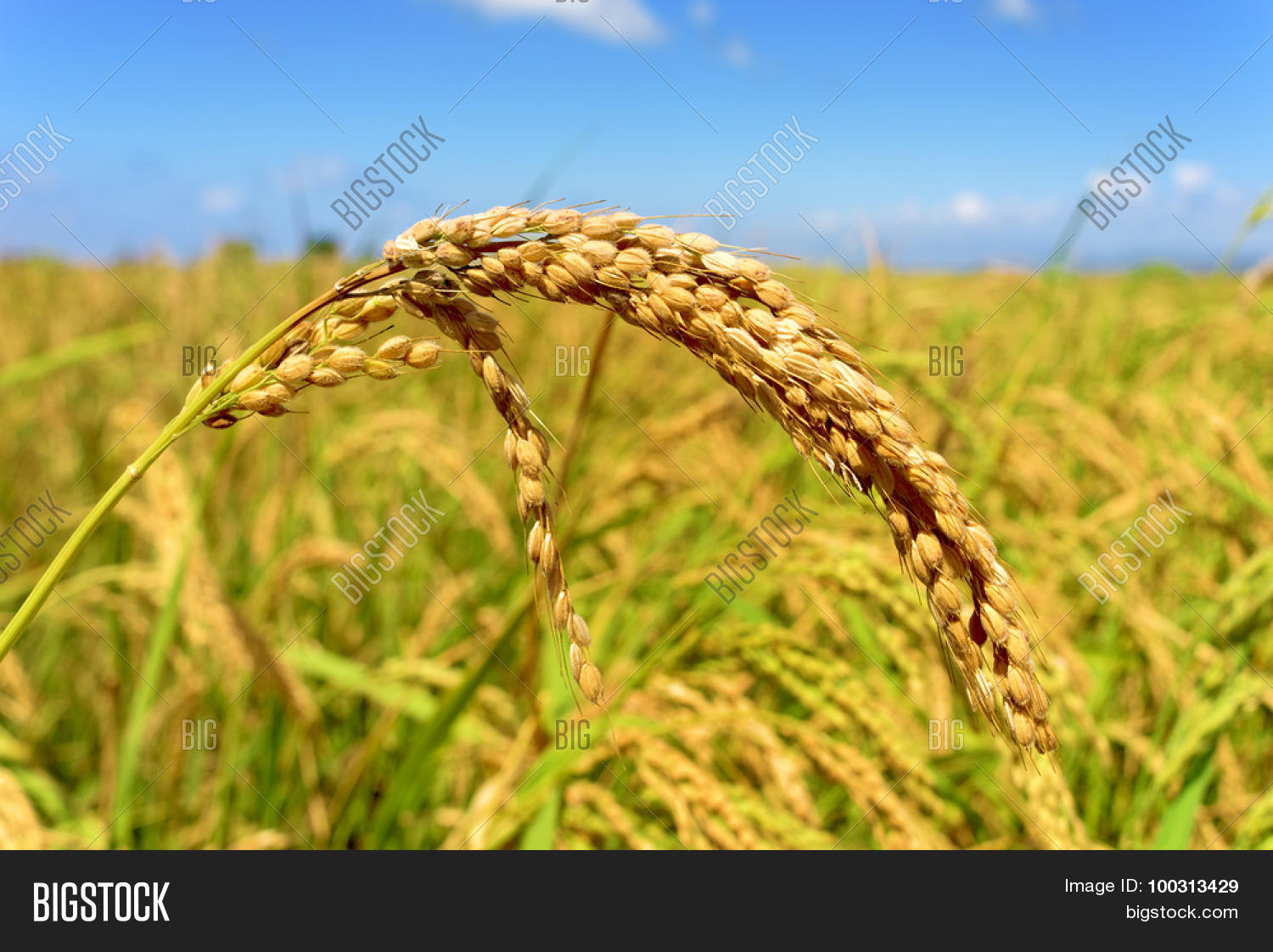 Closeup Of A Rice Plant In A Paddy Field In The Ebro Delta In