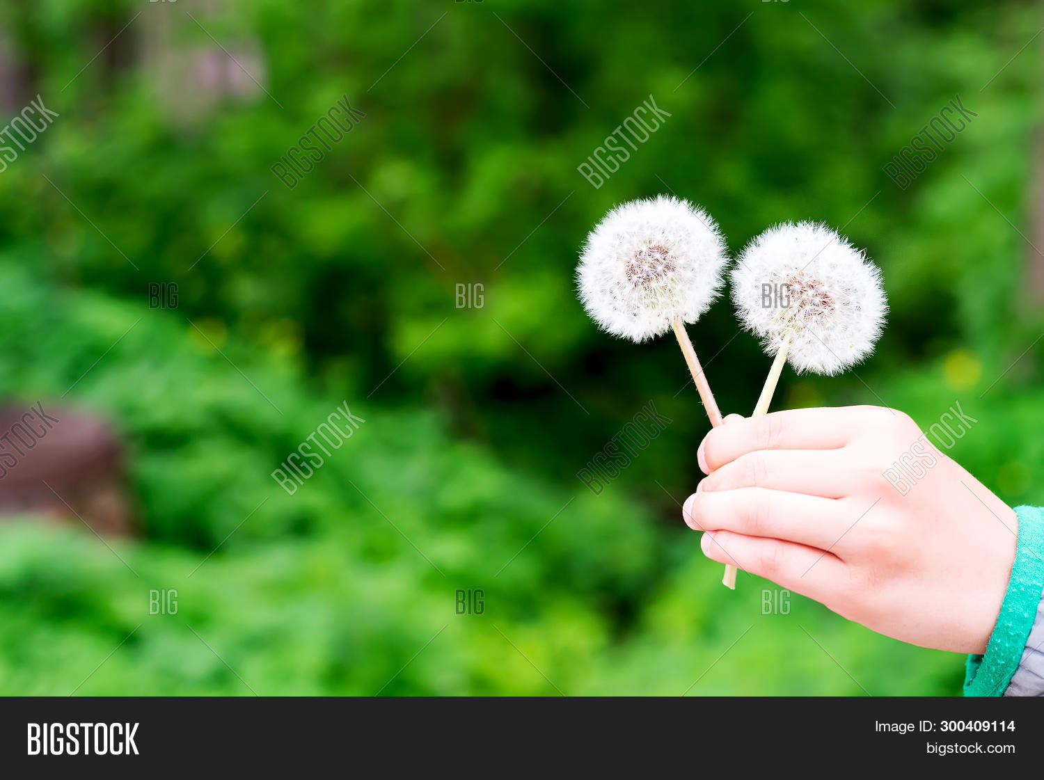allergic,allergy,attractive,baby,background,beautiful,beauty,blowing,boy,child,concept,cute,dandelion,face,fashion,female,field,flower,freedom,garden,girl,grass,green,hair,happiness,happy,healthy,joy,landscape,meadow,natural,nature,outdoor,park,people,person,plant,pollen,relax,seed,sexy,skin,spring,springtime,summer,wind