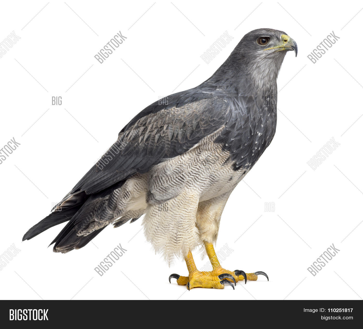 Chilean Blue Eagle Geranoaetus Melanoleucus 17 Years Old In Front Of A White Background 110251817 Image Stock Photo