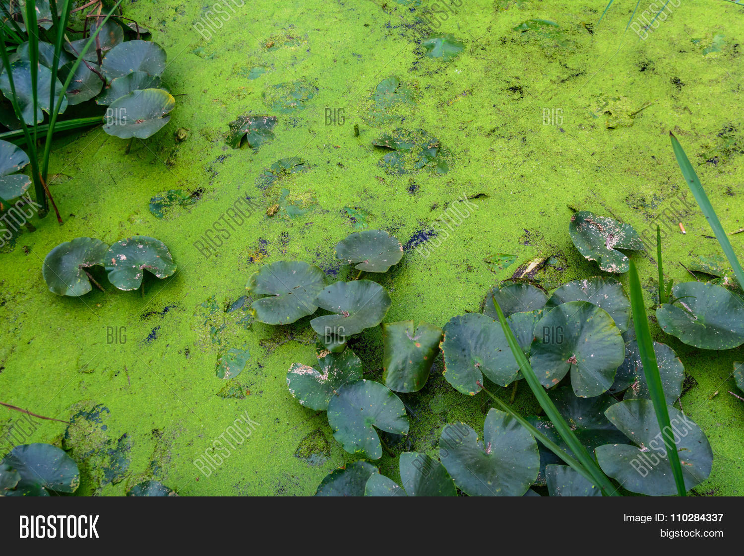 algae,bay,black,blue,bog,burdock,coast,coastal,coastline,dirty,eco,ecologic,ecology,environment,fen,grass,green,horizontal,impact,lake,landscape,lifestyle,lily,mere,messy,morass,natural,nature,outdoors,plant,pond,puddle,river,rock,rush,sea,slime,slimy,slough,spirogyra,stone,summer,swamp,tourism,travel,unclean,view,waste,water,white