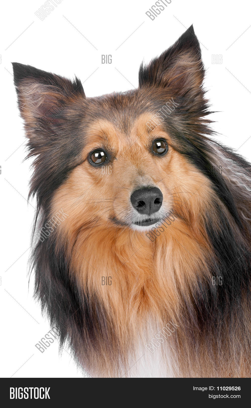 Portrait Of A Sheltie Dog 11029526 Image Stock Photo