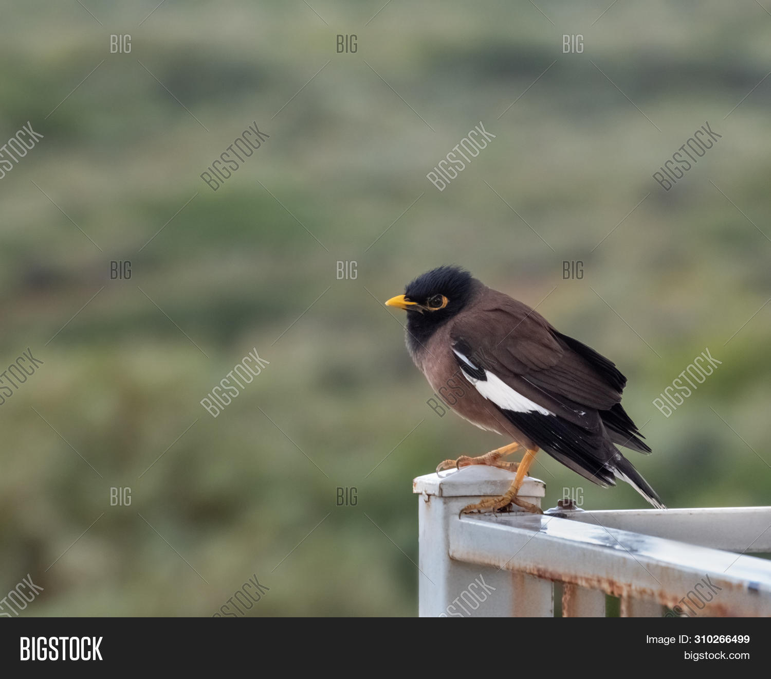 animal,appearance,asian,beak,beautiful,beauty,bird,black,blackbird,branch,brown,closeup,color,colorful,common,environment,exotic,fauna,feather,israel,locust,myna,mynah,nature,ordinary,ornithology,outdoor,perched,single,sky,starling,tail,tree,tropical,wild,wildlife,wing,yellow