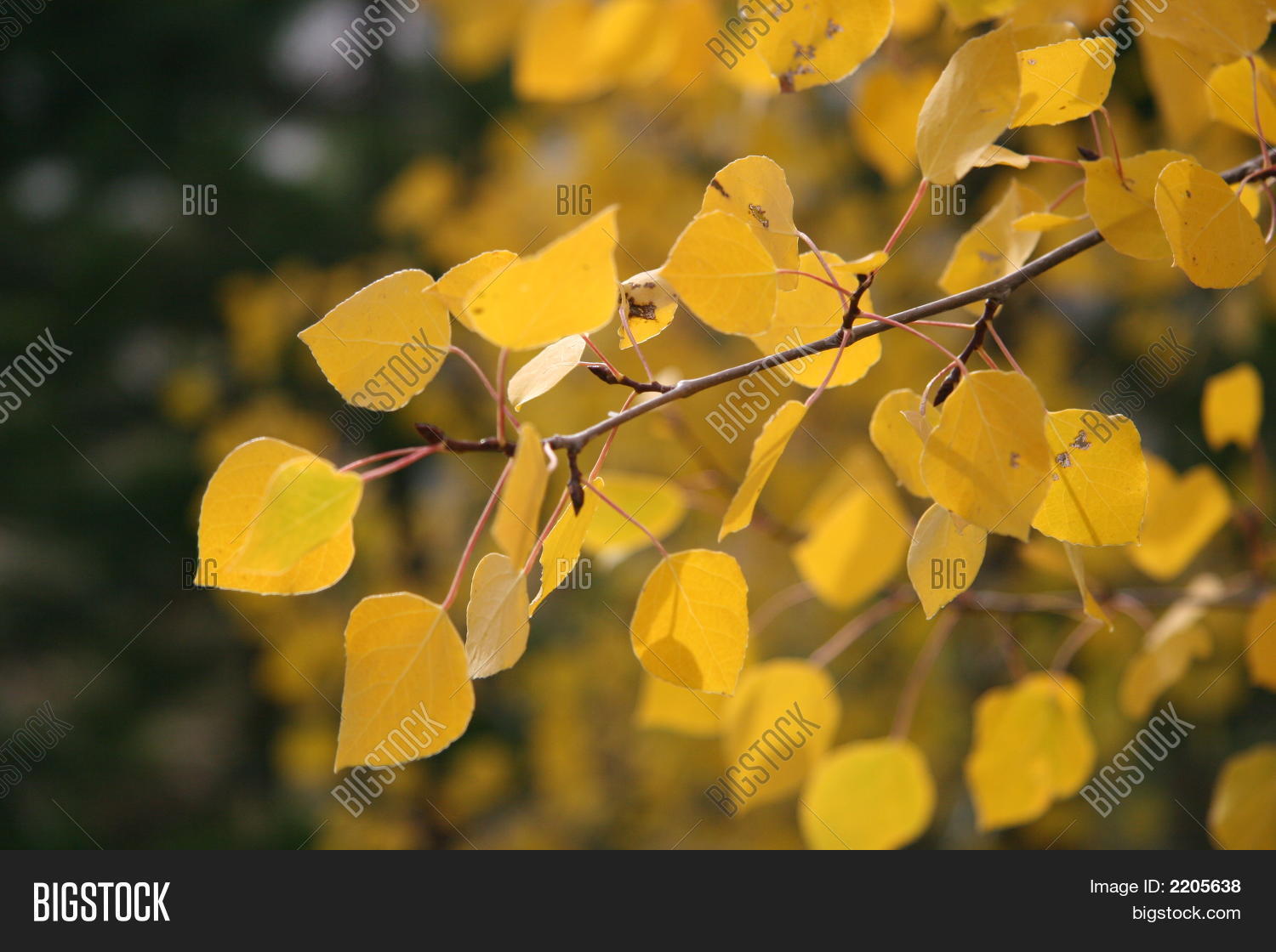 adventure,aspen,autumn,branch,branches,bright,camp,camping,close,close-up,closeup,color,colorado,end,fall,fall foliage,foliage,green,ground,hiking,hill,leaf,leaves,mountain,orange,outdoors,pine,season,seasonal,summer,trails,tree,yellow