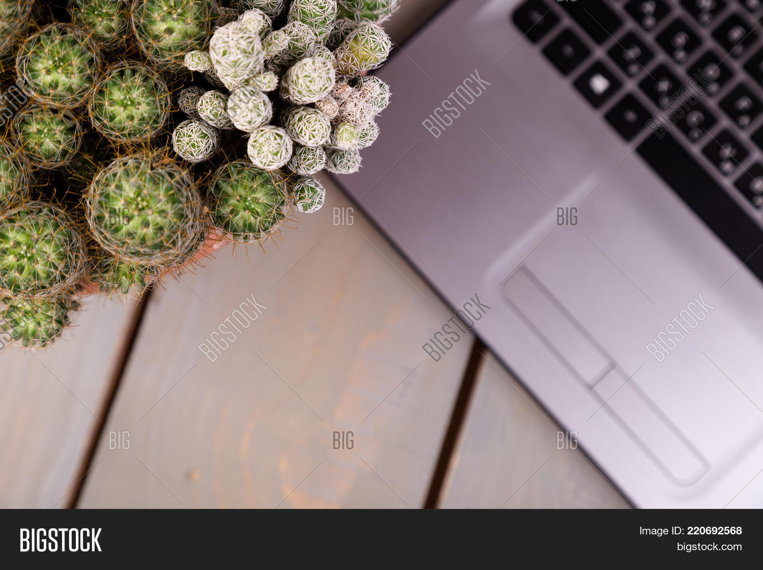 Flat Lay Of Cactus And Laptop Computer 220692568 Image