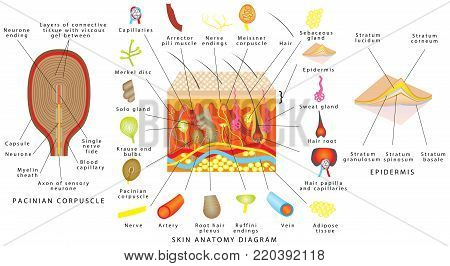 Skin Anatomy Diagram Sensory Receptors In Skin Human Skin Detailed Diagram Skin Structure Components Stock Images Page Everypixel