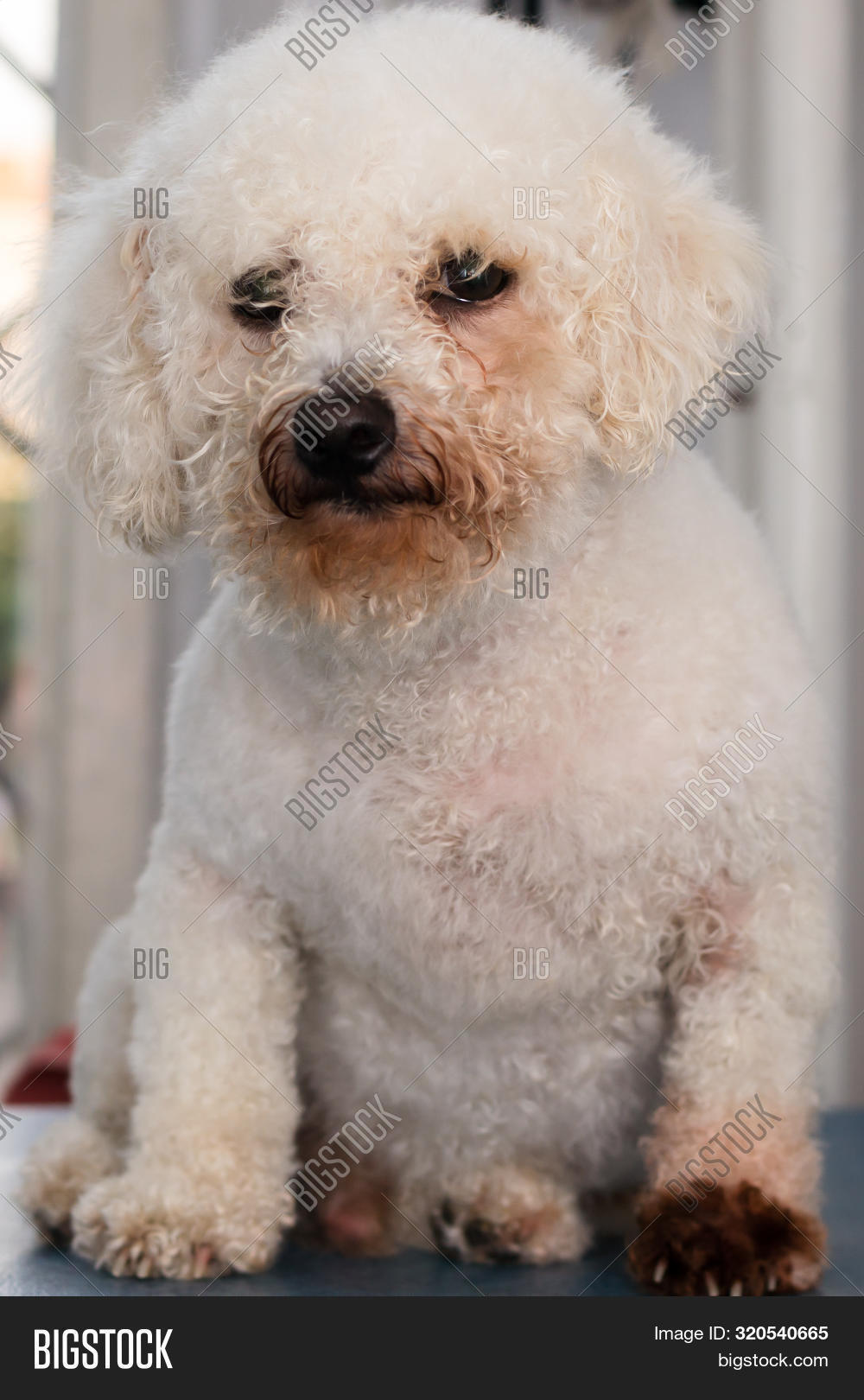 alergy,animal,atopic,cute,dermatitis,dermatology,disease,endocrinology,food,fungal,fungus,infection,lick,licking,malassezia,mammal,medicine,mouth,mycosis,pachydermatis,pruritus,rash,red,sick,skin