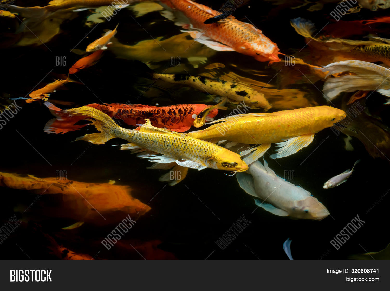 asia,black,breeding,bright,butterfly,carp,chagoi,china,colorful,cream,expensive,eye,feeding,fin,fish,food,frenzy,gaping,gold,goldfish,gosanke,goshiki,hungry,kohaku,koi,lake,luck,mouth,nishikigoi,open,orange,ornamental,pattern,pond,red,sanshoku,school,showa,struggling,surface,swarm,swimming,taisho,touching,utsurimono,water,wealth,white,wildlife,yellow