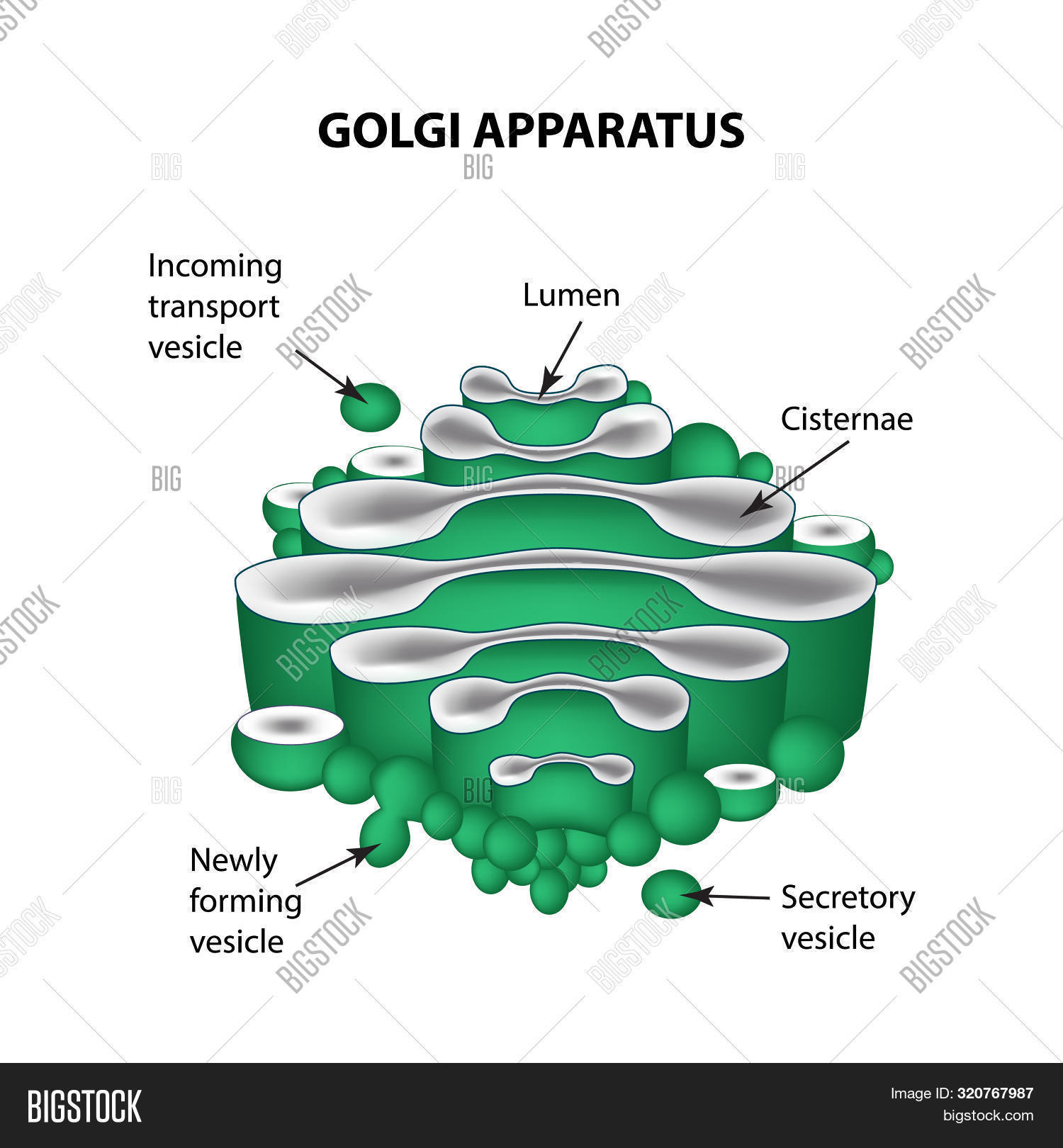Golgi Apparatus Stock Vector Illustration Of Membrane