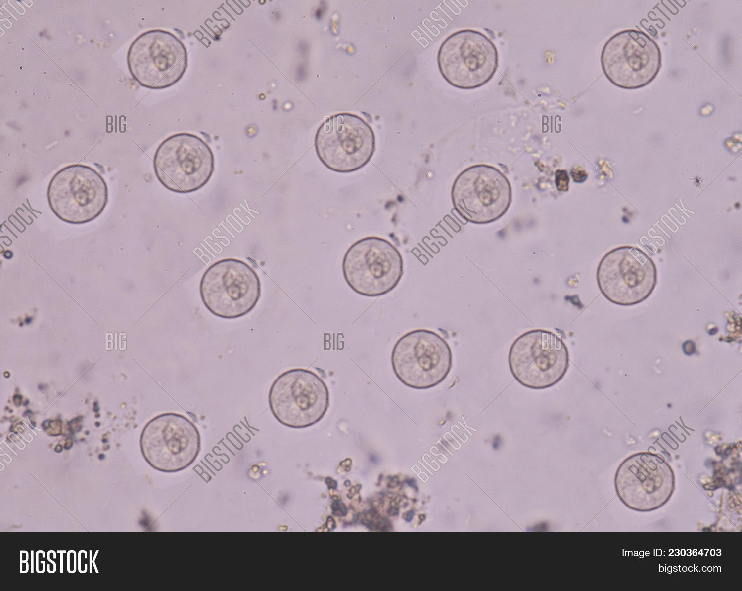 amoeba,animal,background,bacteria,biology,bioluminescent,bundle,cell,dinoflagellate,disease,epidemic,germ,infection,laboratory,life,macro,marine,micro,microbiology,microorganism,microscope,microscopic,nature,organism,parasite,pathogen,plankton,protozoa,science,set,unicellular,vector,virus,water,yeast,zoology