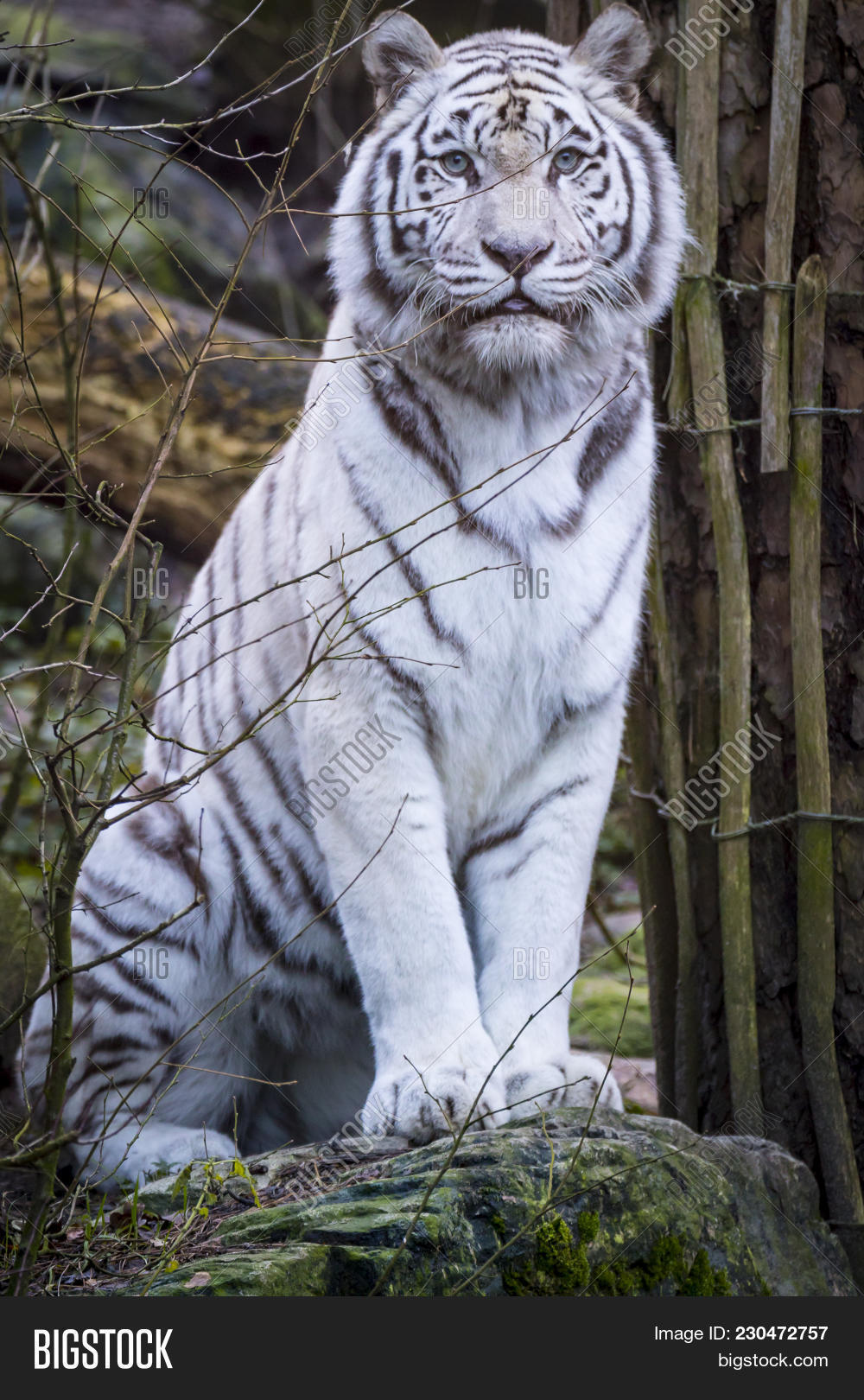 albino,alert,animal,asia,asian,attention,beast,beautiful,bengal,big,black,captivity,carnivore,cat,cautious,curiosity,curious,ear,endangered,eye,fauna,feline,head,india,large,life,mammal,nature,panther,panthera,park,pigmentation,portrait,predator,resting,snow,staring,stripe,tiger,watching,white,wild,wildlife,winter,zoo