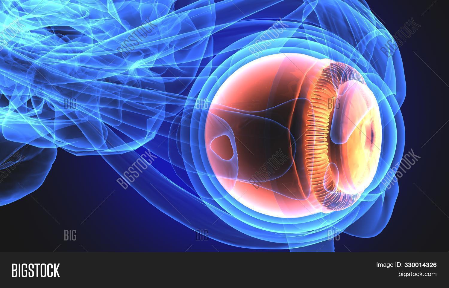 3d,anatomy,background,biology,body,cataract,cornea,cross,diagram,dissection,education,eye,eyeball,eyesight,glaucoma,health,healthcare,human,illustration,iris,isolated,lens,medical,medicine,muscle,nerve,ocular,ophthalmologist,ophthalmology,optic,optical,optician,optometrist,optometry,organ,parts,pupil,render,retina,retinal,science,section,sight,view,vision,vitreous,white