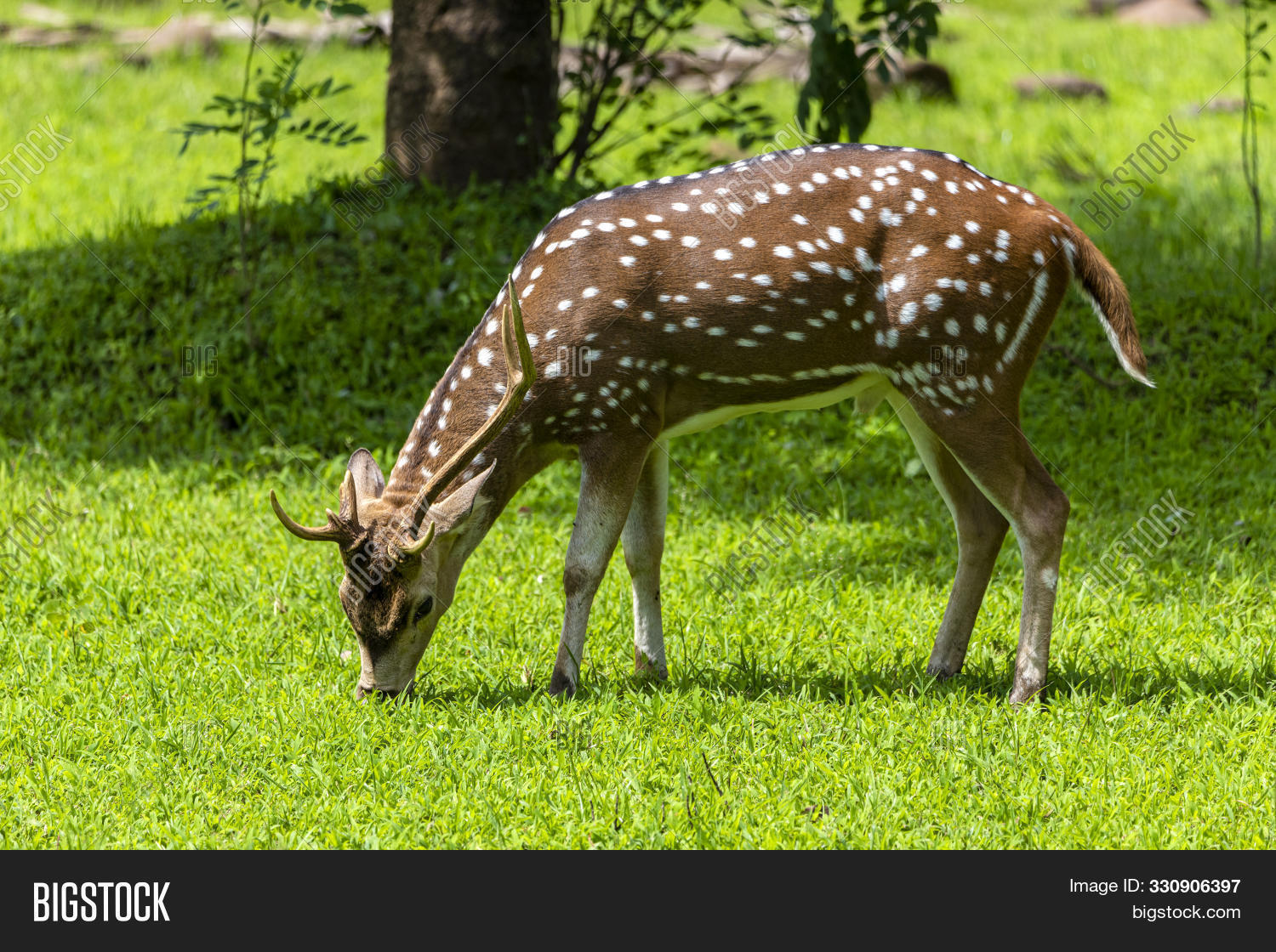 animal,antlers,bhutan,brown,buck,cambodia,chital,country,countryside,deer,environment,fallow,family,farming,fawn,field,foliage,forest,grass,green,herbivore,horizontal,lush,male,mammal,meadow,national,nature,outdoor,park,pasture,plants,ranching,rural,safari,scenery,scenic,shrubs,solitude,spotted,stag,summer,sunlight,thailand,tranquil,whitetail,wild,wildlife,young