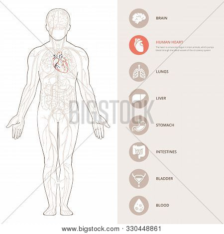 Human Body Anatomy Infographic Of The Structure Of Human Organs. Visual ...