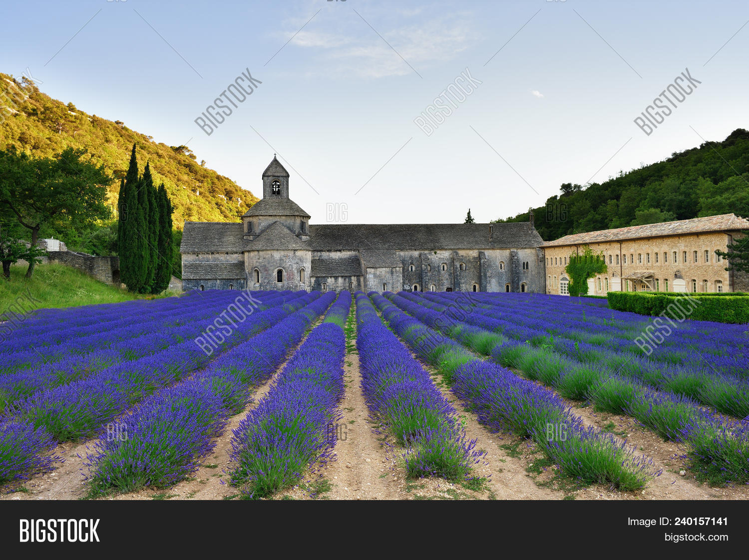 Cistercian,abbey,agriculture,aroma,beautiful,bloom,blue,botany,church,color,country,europe,evening,field,flower,fragrance,france,gordes,herb,landscape,lavender,lines,medieval,monastery,nature,outdoor,plant,provence,romantic,rows,rural,scenery,scenic,scent,scented,senanque,sunset,travel,twilight,vaucluse,violet