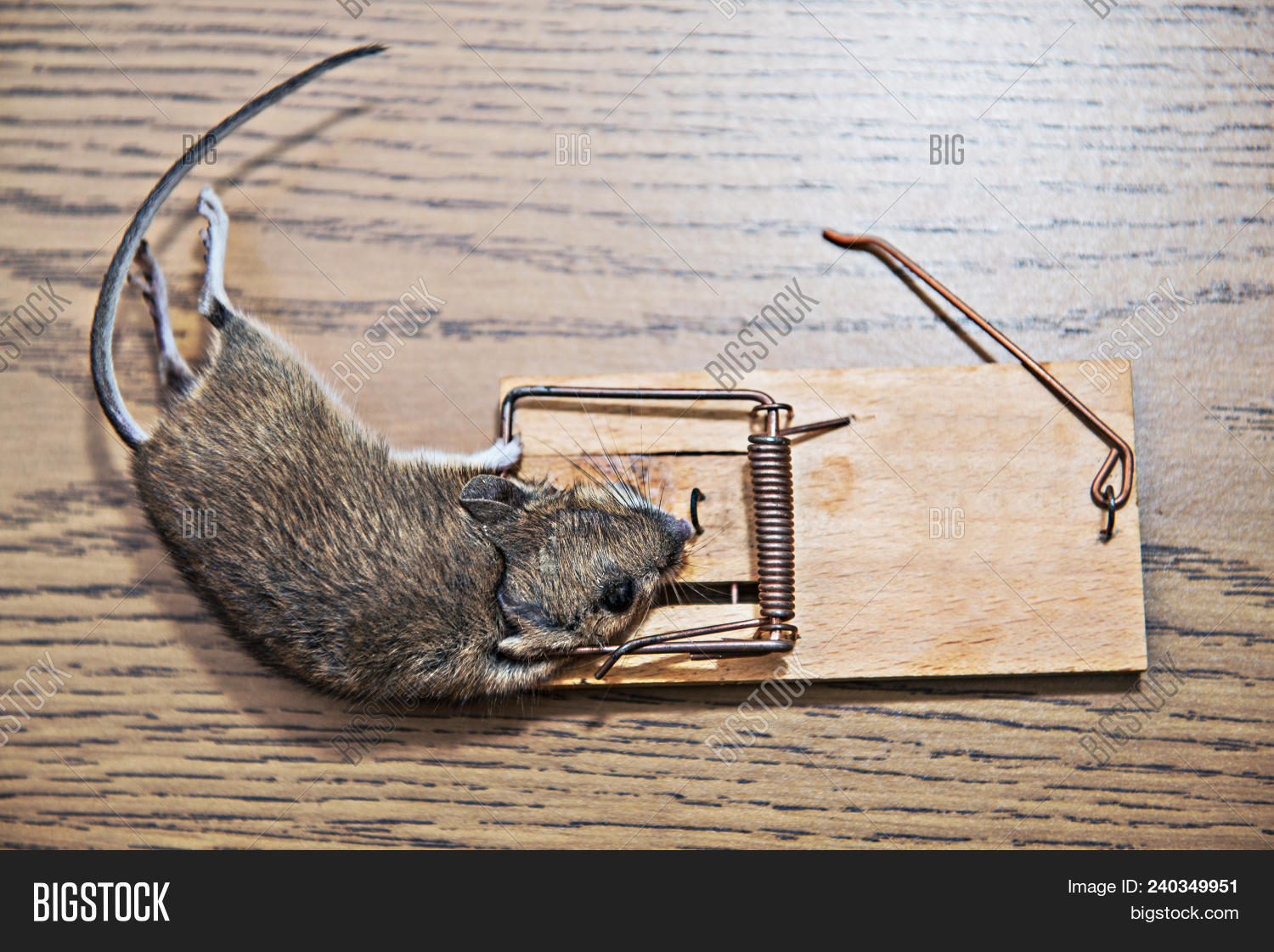 animal,background,bait,catch,cheese,concept,control,cute,danger,dangerous,dead,death,equipment,food,game,gray,home,metal,mice,mouse,mousetrap,object,over,pest,rat,risk,rodent,symbol,temptation,trap,white,wood