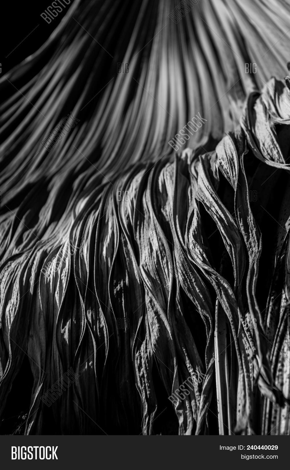 Palm Tree Macro B W Palmier Noir Et Blanc Image Stock Photo