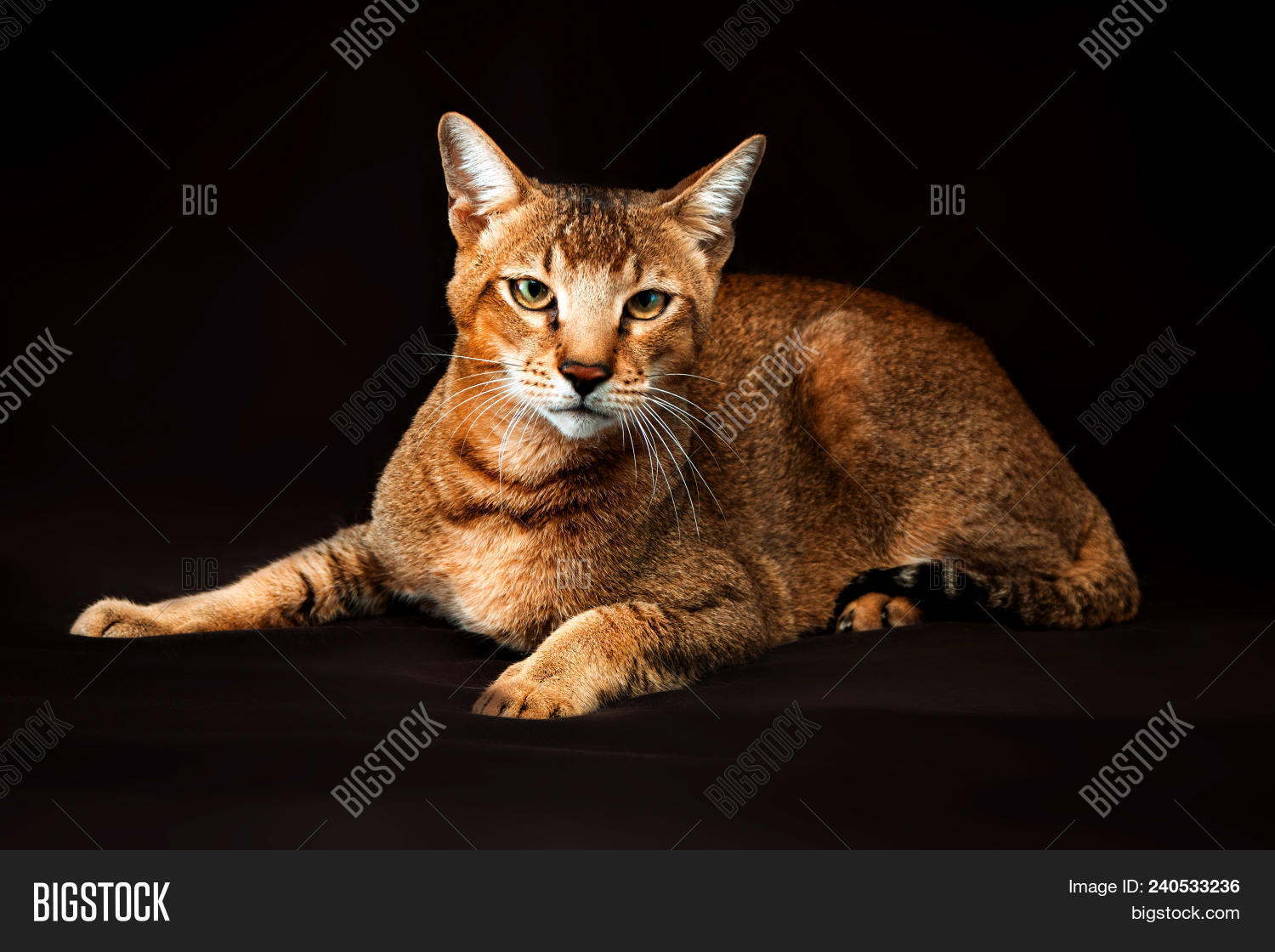 Chausie Abyssinian Cat On Dark Brown Background 240533236