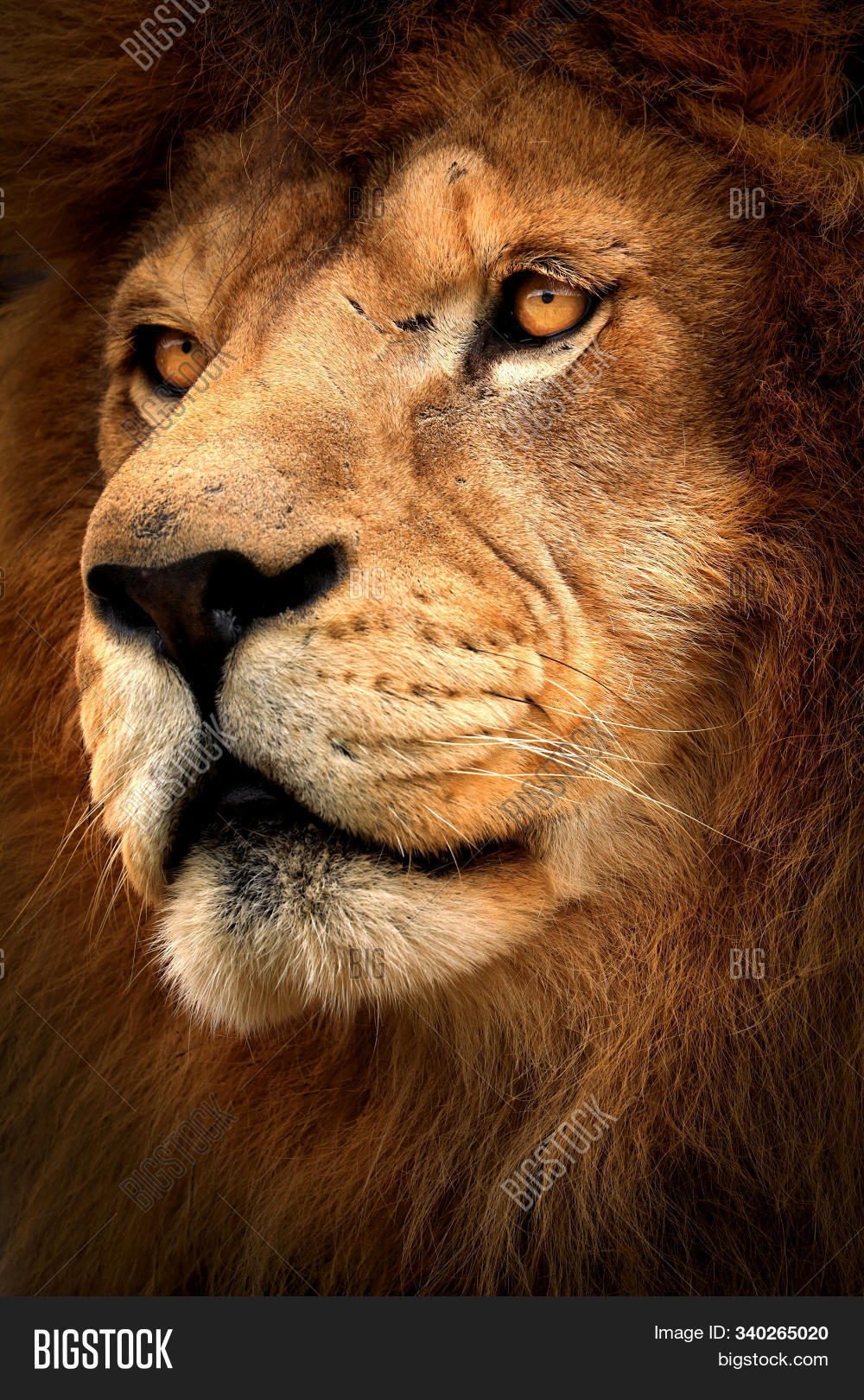 african,aggression,animal,beast,beautiful,big,black,bold,cat,close,closeup,contrast,danger,eyes,face,fear,feline,fierce,grayscale,greyscale,head,high,hunter,intense,king,leo,lion,male,mammal,mane,might,moody,nature,panthera,portrait,power,powerful,predator,safari,staring,strength,stunning,white,wiev,wild,wildcat,wildlife,winner,wins,zoo