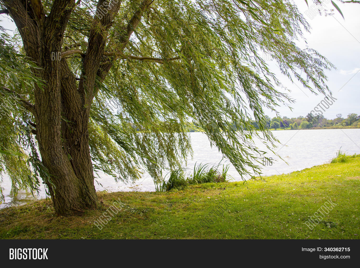 background,beautiful,blowing,break,breezy,clouds,copy,dreamy,ducks,edge,flora,fowl,grass,green,halloween,lake,landscape,leaves,lunch,meditation,nature,outdoor,park,picnic,plant,pond,relaxing,ripples,sky,space,spooky,strong,summer,tree,violent,water,waves,weeping,willow,wind,windy,wispy,zen