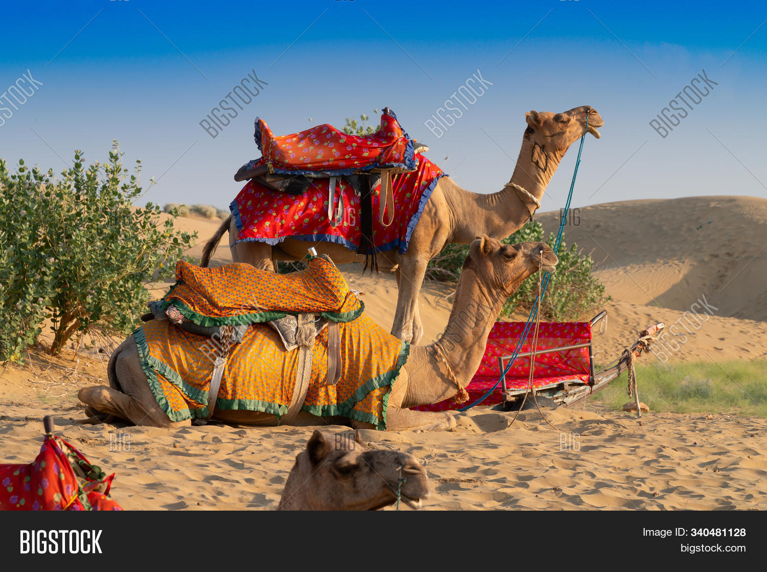 Camelus,adventure,animal,beast,camel,caravan,culture,cute,desert,destinations,dromedarius,dune,even-toed,heat,hot,hump,india,indian,journey,landscape,nature,one,outdoor,rajasthan,remote,ride,safari,sand,sandy,sightseeing,summer,sunny,thar,tourism,tourist,traditional,transportation,travel,trip,vacation,voyage,wild,wilderness