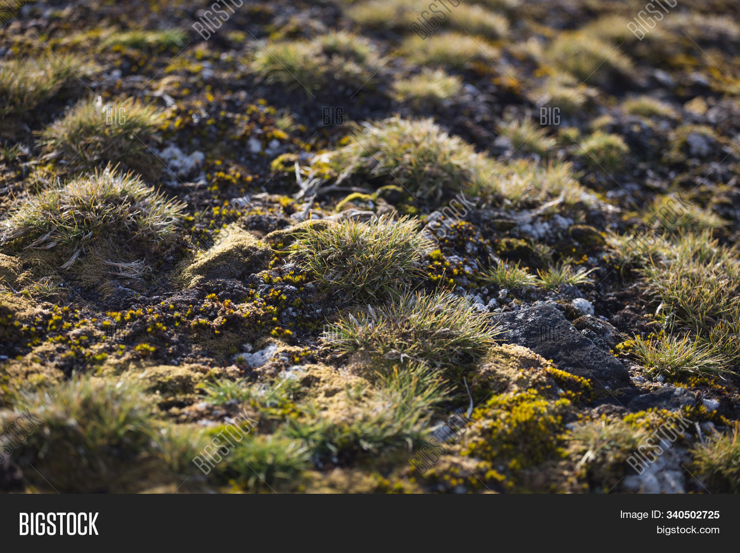 Antarctic,D.,Deschampsia,Orkney,Peninsula,Shetland,South,The,antarctica,arctic,atlantic,change,climate,environmental,flowering,global,grass,hair,hair-,hairgrass,half,island,moon,native,ocean,pacific,pearlwort,plant,southern,worldwide