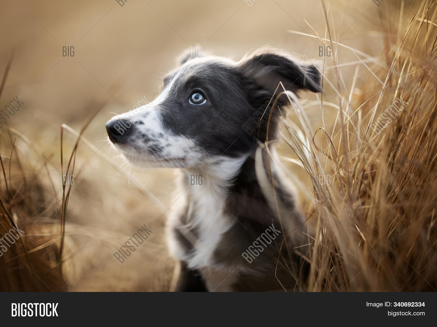 adorable,angle,animal,background,beautiful,big,blue,border,breed,canine,cheerful,close,collie,contact,curiosity,cute,dog,domestic,down,expression,eye,fun,funny,fur,furry,grass,head,hiding,lifestyle,looking,lovely,lying,mammal,nature,nose,outdoor,park,pet,pooch,portrait,pup,puppy,purebred,shy,summer,sweet,up,wide,young