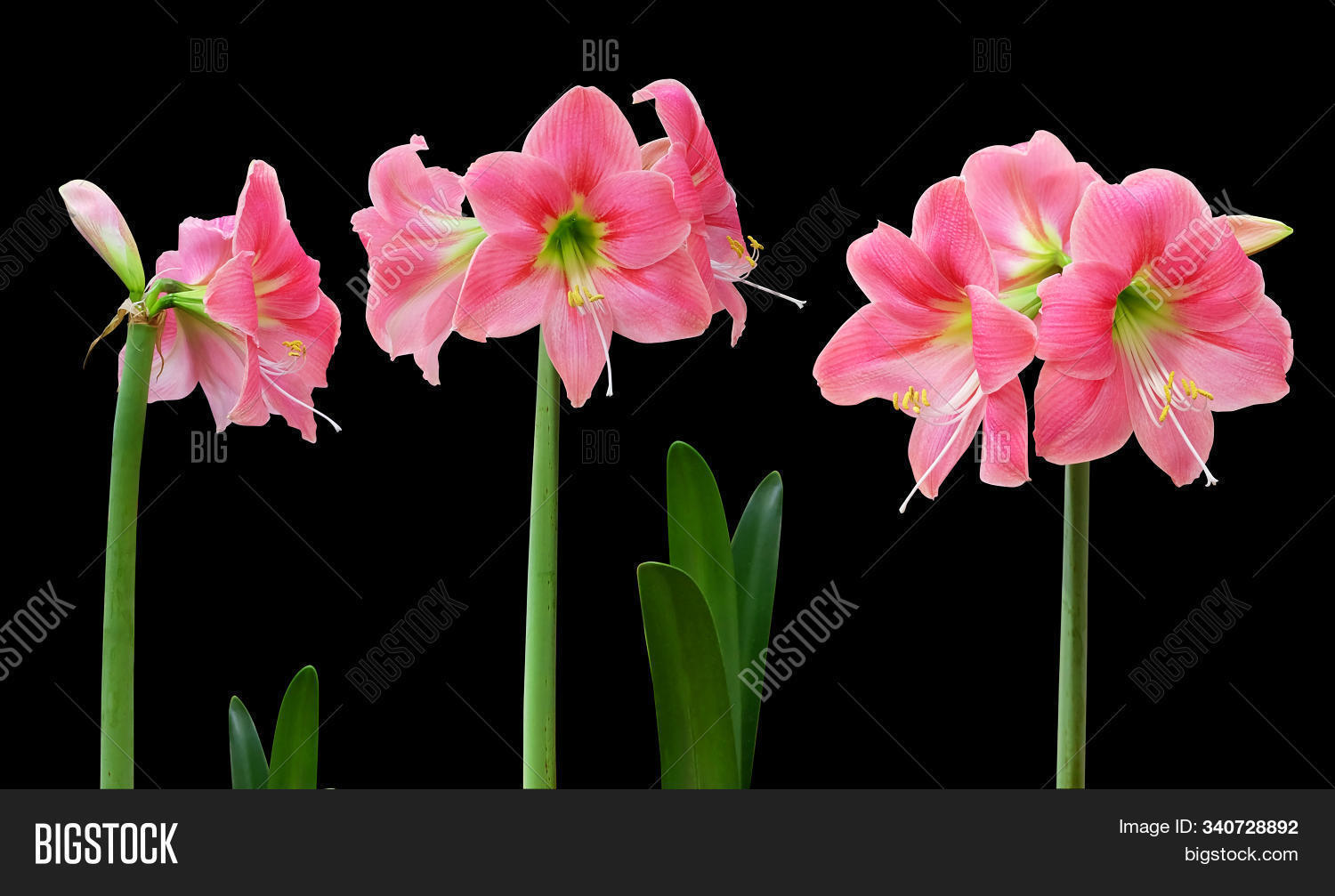 amaryllidaceae,amaryllis,background,beautiful,beauty,bloom,blooming,blossom,botanic,botany,bouquet,christmas,close,closeup,color,cultivar,decoration,flora,floral,flower,flower-head,garden,gardening,gift,green,head,hippeastrum,home,horizontal,houseplant,isolate,isolated,lily,natural,nature,on,petal,pink,pring,season,splant,stamen,stem,tropical,up,white