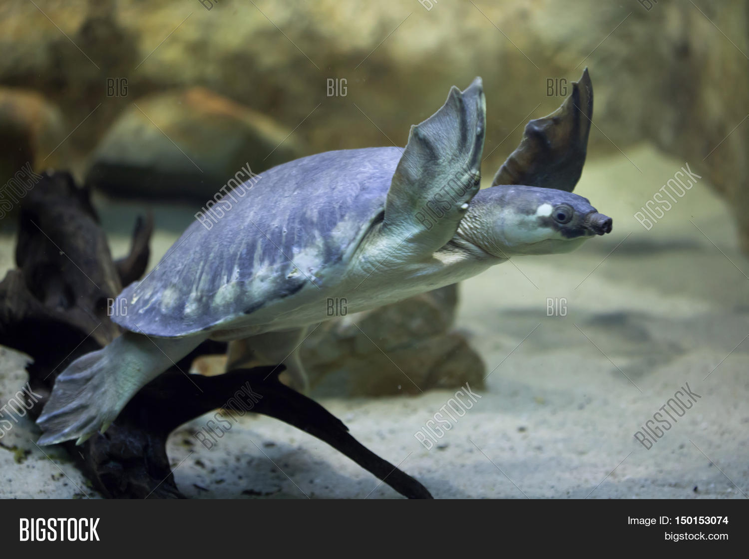 Pig-nosed turtle (Carettochelys insculpta), also known as the Fly River ...