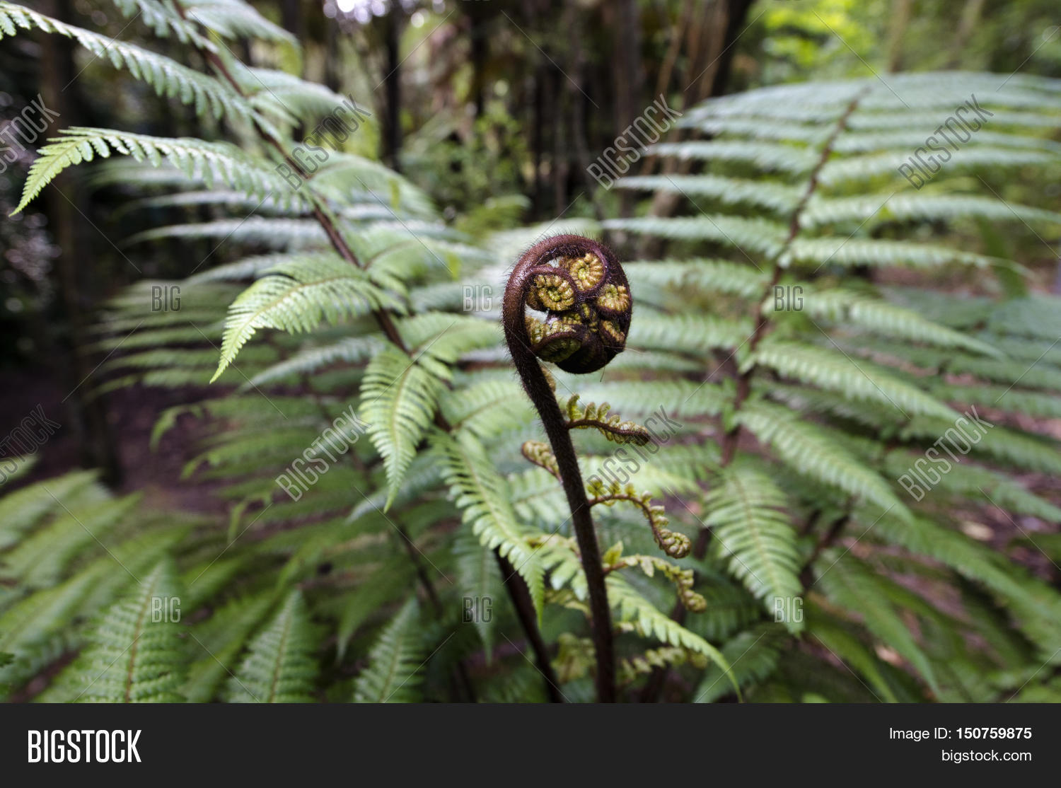 Cyathea,dealbata,NZ,new,zealand,North,island,Pacific,aotearoa,background,beauty,black,blue,branch,bright,bush,close-up,closeup,color,dicksonia,environment,fauna,fern,forest,garden,green,grow,growth,health,kaponga,koru,leaf,life,native,nature,outdoor,plant,ponga,rainforest,silver,tree,single,south,spiral,squarrosa,symbol,vegetation,vitality,water,wilderness,woods