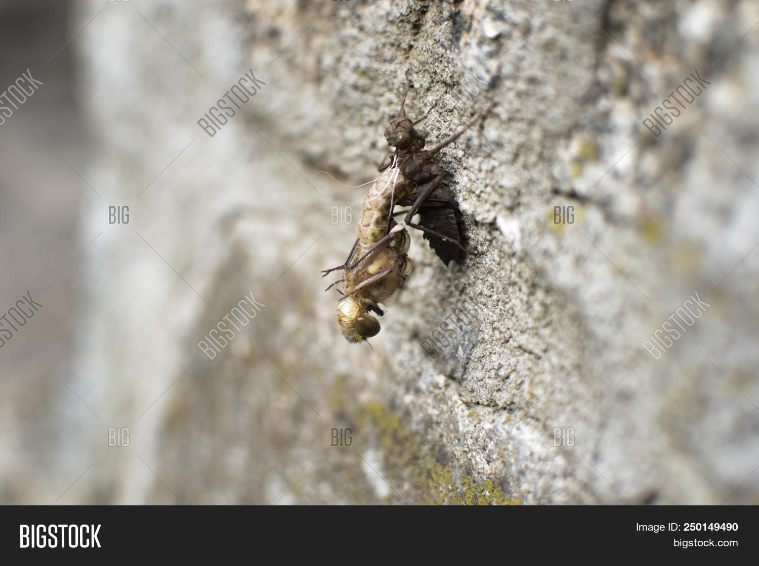 Birth Insect Birth Of A Dragonfly (odonata). Dragonfly (insect) Transformation ...