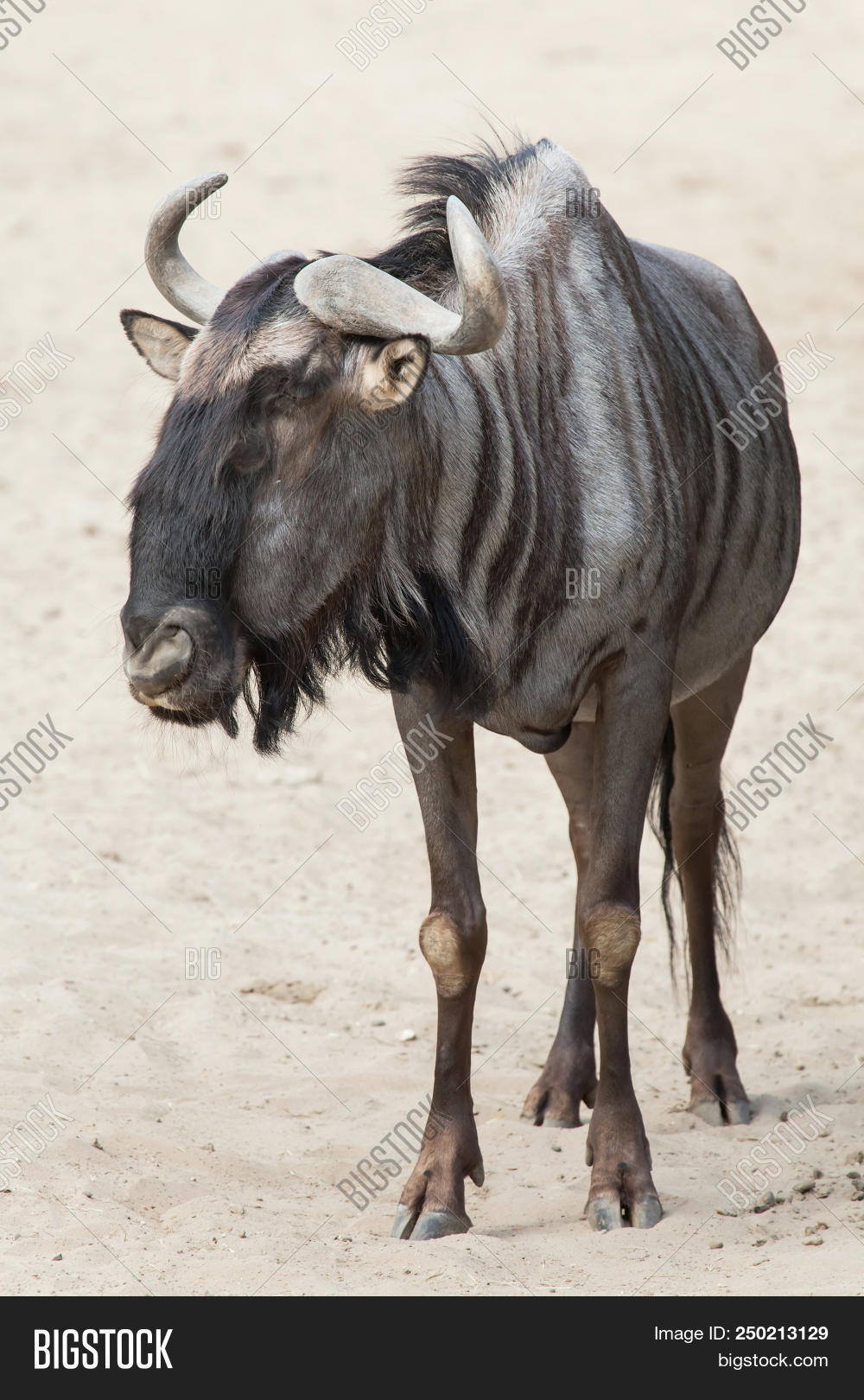 africa,african,alcelaphinae,angola,animal,animals,antelope,antelopes,artiodactyla,blue wildebeest,botswana,bovidae,brindled gnu,common wildebeest,connochaetes,even-toed,fauna,gnu,hoofed,kenya,mammal,mammalia,mammals,mozambique,namibia,natural,nature,one,one animal,sand,savannah,savannas,south africa,swaziland,tanzania,ungulate,ungulates,white bearded wildebeest,white-bearded wildebeest,wild,wild animal,wild life,wildebeests,wildlife,zambia,zimbabwe,zoo