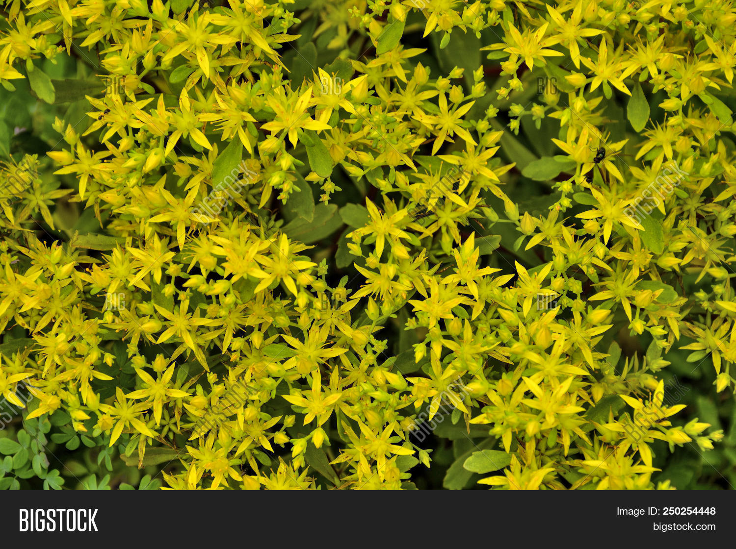 Altai,Crassulaceae,Russia,Sedum,background,beauty,bloom,blooming,blossom,blossoming,botany,bright,close-up,cover,decorative,deiail,flora,floral,flower,flowerbed,flowering,garden,gardening,gold,golden,green,ground,growing,herb,hybridum,medicinal,moss,mountain,nature,ornamental,outdoor,perennial,plant,prominent,rare,rock,stonecrop,succulent,summer,texture,wild,wildflower,yellow