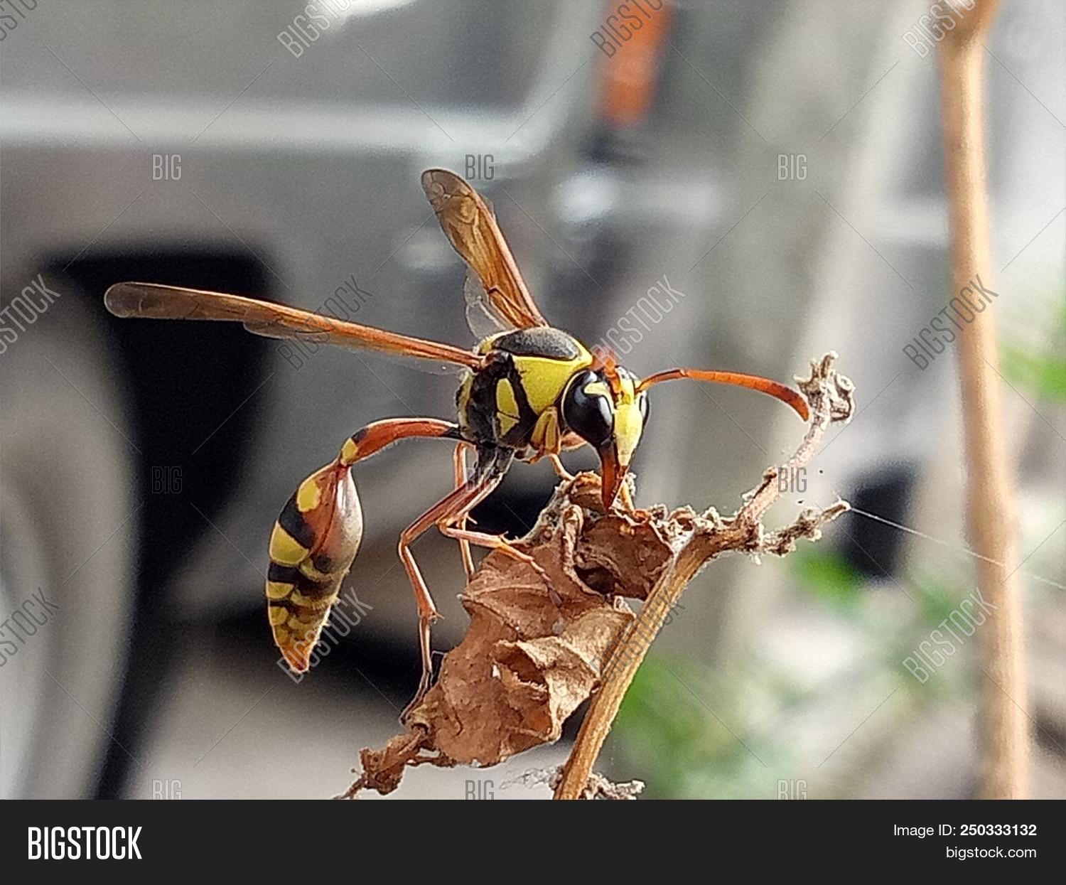 Polistes.,bee.,bee.animals.bee.,dangerous,kertas.poisonus,lebah.,tawon