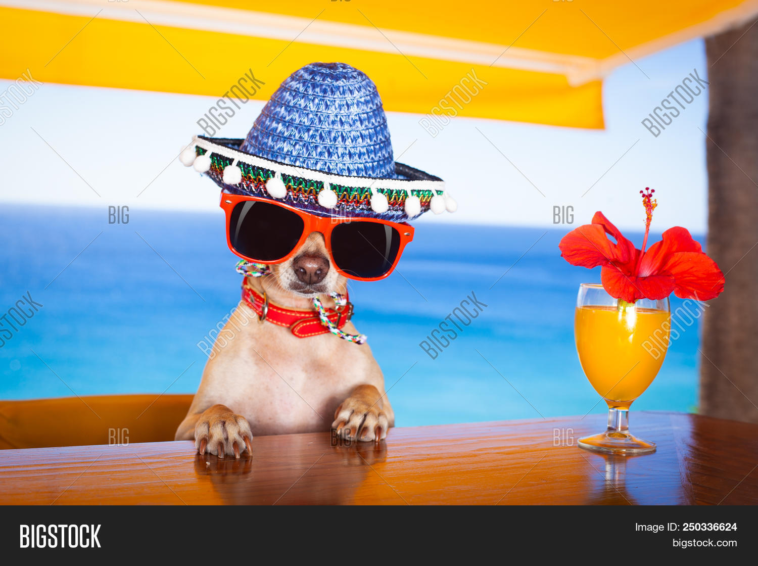 alcohol,animal,anniversary,aperitif,bar,beach,beverage,birthday,booze,celebration,chain,cheers,chihuahua,cocktail,congratulations,dog,drink,drunk,flower,funny,glass,happy,hat,heat,holiday,hot,humour,jack,joke,mariachi,mexican,mexico,ocean,party,pet,puppy,refreshment,russell,sea,sombrero,spanish,summer,sun,sunglasses,terrier,thirsty,toast,tongue,tropical,vacation