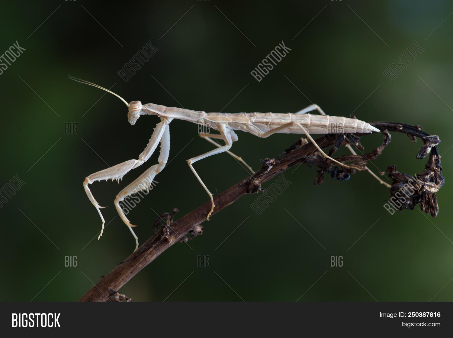Greece,animal,antennae,balcanica,bug,carnivore,close,creature,creepy-crawly,detail,entomology,fragile,hunt,insect,invertebrate,macro,mantis,mediterranean,nature,organism,outdoors,praying,predator,rivetina,small,species,tiny,up,wild,wildlife,wings