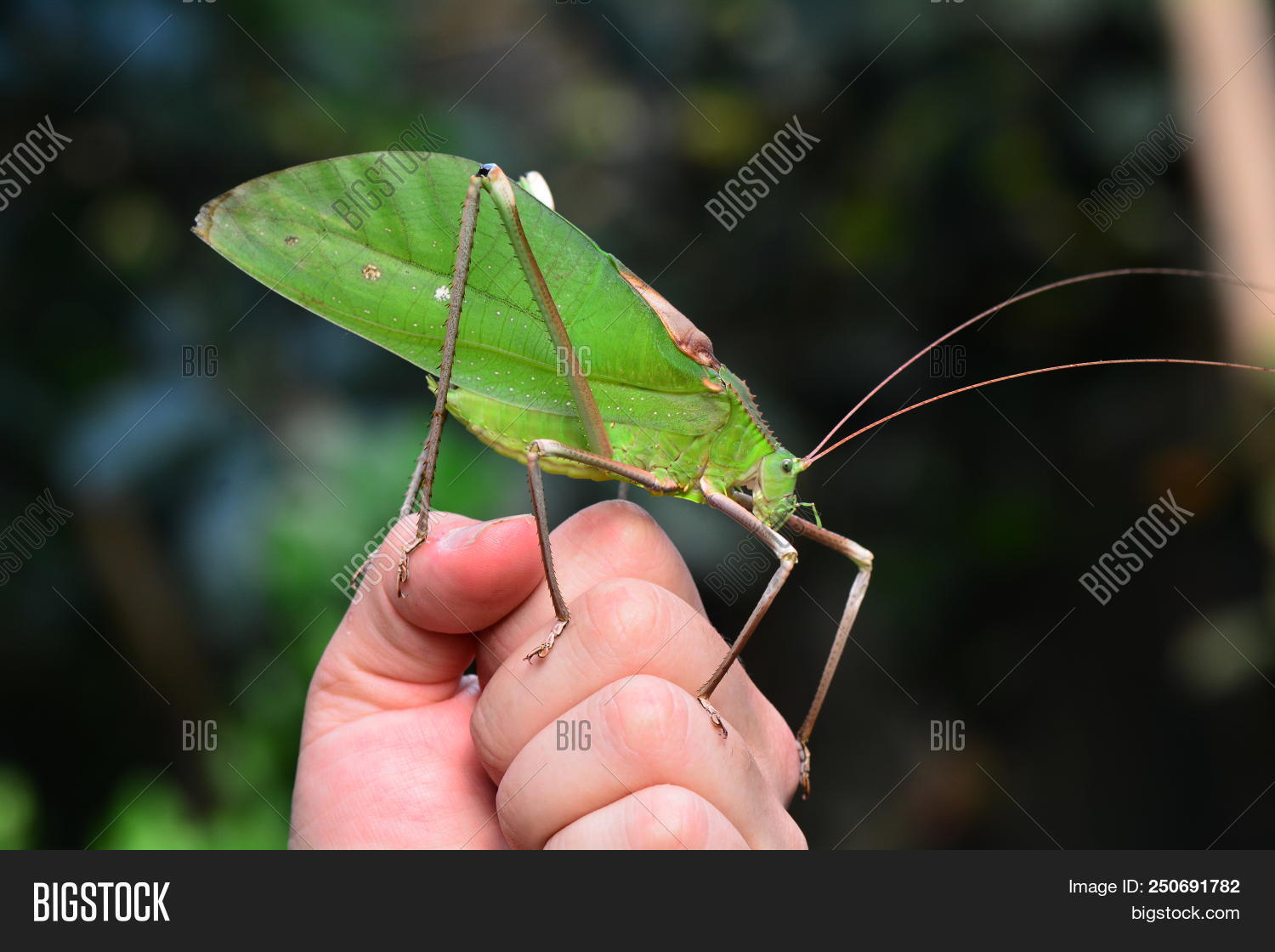 BC,British,Butterfly,Canada,Columbia,Giant,Macrolyristes,Malaysian,Vancouver,Victoria,alive,bug,carnivorous,close,corporalis,crawly,creepy,fingers,gardens,green,hand,human,insect,island,katydid,legged,legs,life,long,nature,on,plant,scale,six,tropical,up,wildlife