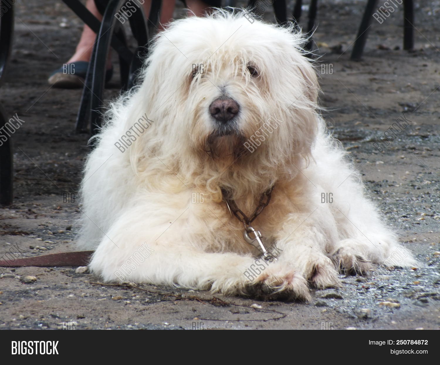 Long Haired Dog White Sedate Waiting For You Calm