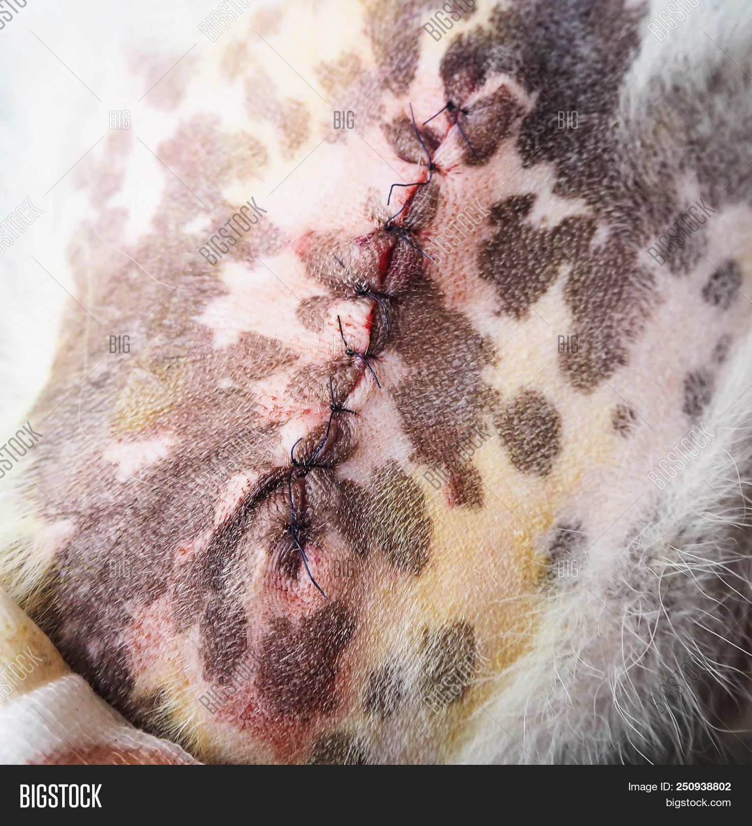 abdomen,aid,anesthesia,animal,bandage,blood,canine,care,clinic,closeup,cut,detail,doctor,dog,domestic,equipment,heal,health,hospital,hurt,infection,injured,medical,medicine,occupation,operating,operation,operational,pain,patient,pet,scar,sewing,sick,skin,sterilization,stitch,stitches,surgeon,surgery,surgical,suture,suturing,treatment,vet,veterinarian,veterinary,wound