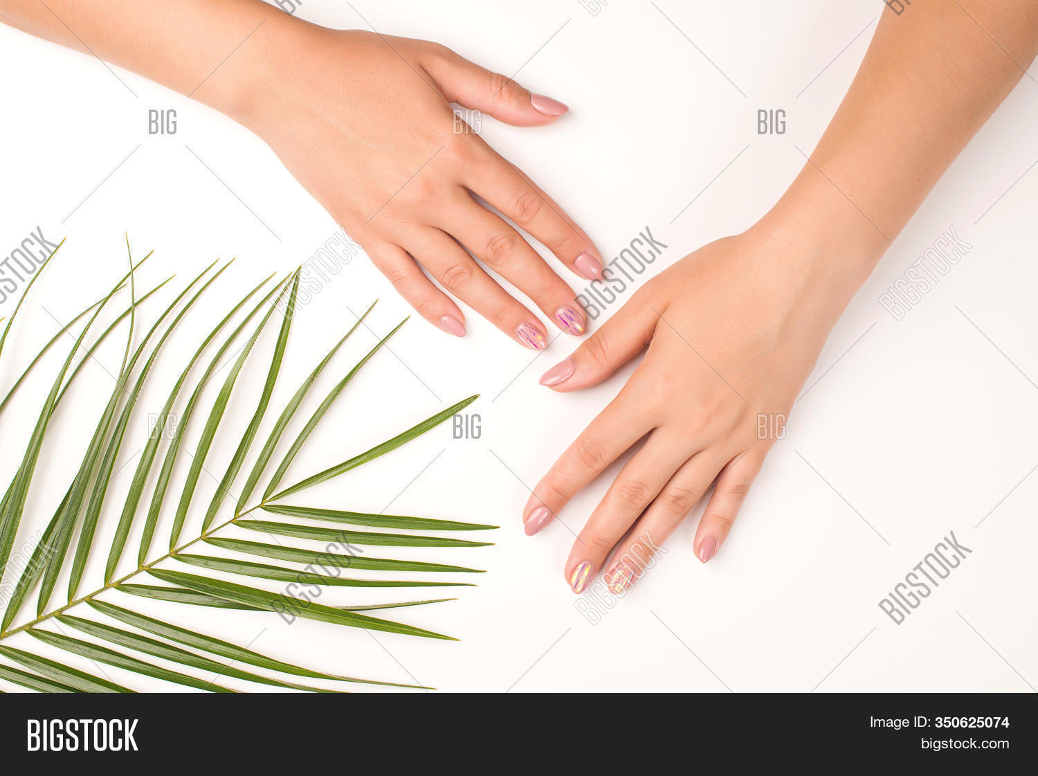 woman, 																					plant, 																					top, 																					palm, 																					nature, 																					natural, 																					view, 																					leaf, 																					white, 																					hand, 																					flat, 																					female, 																					green, 																					lady, 																					skin, 																					above, 																					finger, 																					girl, 																					beauty, 																					manicure, 																					lay, 																					tropical, 																					tree, 																					summer, 																					wellness, 																					young, 																					background, 																					exotic, 																					therapy, 																					branch, 																					design, 																					minimal, 																					spa, 																					treatment, 																					soft, 																					beautiful, 																					arm, 																					clean, 																					cosmetology, 																					dermatology, 																					feminine, 																					body, 																					health, 																					healthy, 																					human, 																					hygiene, 																					massage, 																					person, 																					care