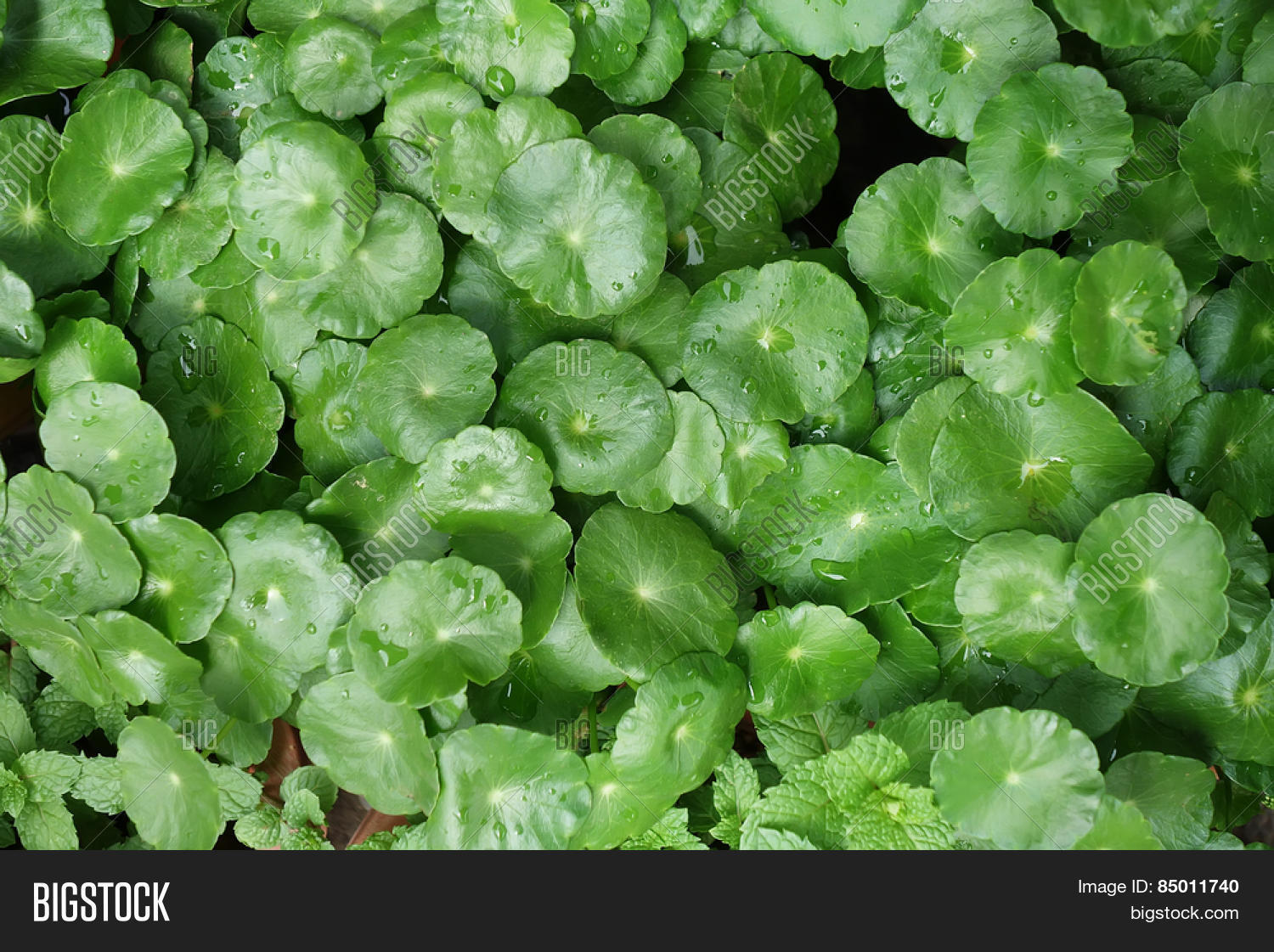 antibacterial,apiaceae,arthritis,asian,asiatic,asiatica,ayurveda,background,beverage,bitter,centella,drink,drop,edible,food,fresh,garden,grass,green,groups,health,herb,herbal,holistic,homegrown,homeopathic,hydrocotyl,hydrocotyle,inflammatory,leaf,life,longevity,medicinal,medicine,natural,nature,organic,pennywort,plant,rain,remedy,salad,stem,vegetable,viral,vitality,water,wellness,wet,whole