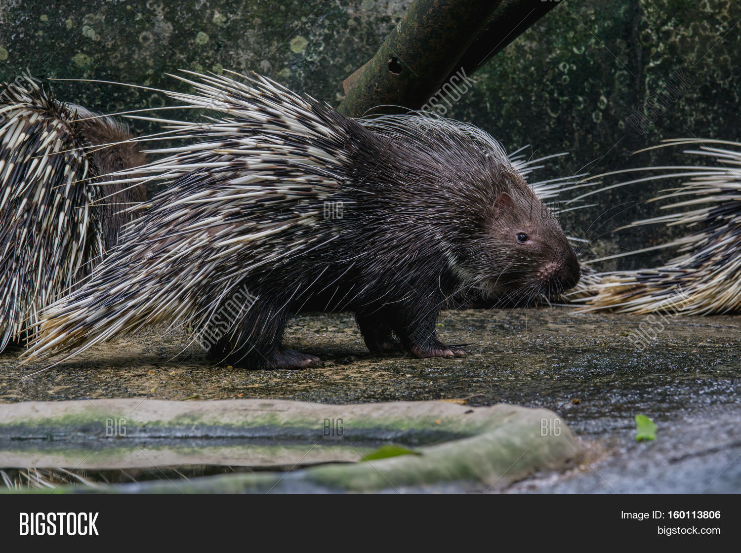 animal,asia,black,bristle,brown,brush,cape,closeup,creature,cute,dangerous,detail,eating,ecology,fauna,fodder,forest,fur,head,hedge,hedgehog,herbivore,himalayan,hystrix,large,mammal,meal,national,natural,nature,needle,night,nocturnal,otter,park,porcupine,portrait,prickly,rodent,run,south,spiked,spine,spiny,ugly,vegetable,white,wild,wildlife,young