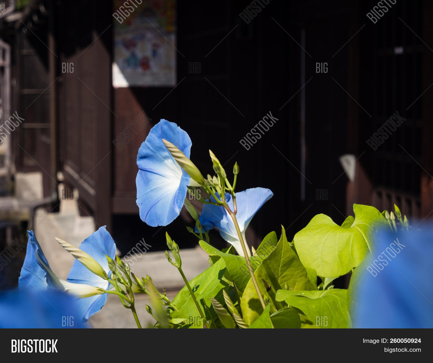 Blue Morning Glory Flowers On The Streets Of Historic Takayama Town Japan Image Stock Photo