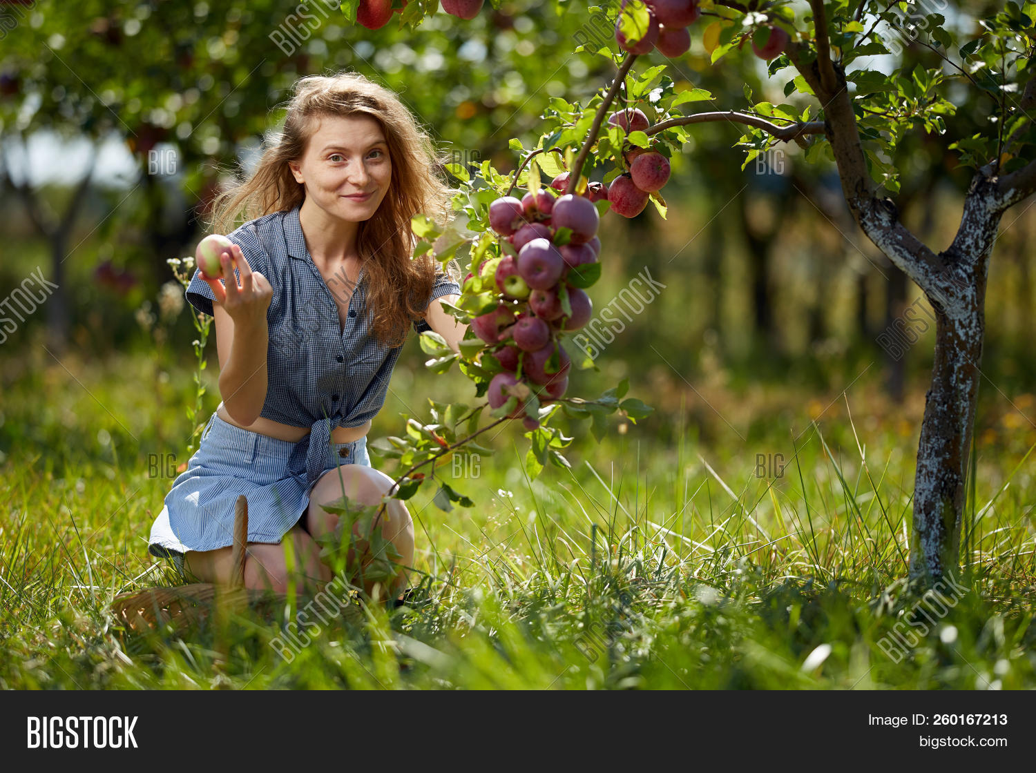 activity,adult,agriculture,apple,autumn,basket,beautiful,blond,blonde,closeup,farm,farmer,farming,female,food,fresh,fruits,gardener,gardening,girl,grass,green,hand,happy,harvest,harvesting,healthy,hobby,holiday,lady,leisure,lifestyle,nature,orchard,outdoor,people,person,pick,picking,pretty,red,ripe,season,smile,summer,tree,woman,young