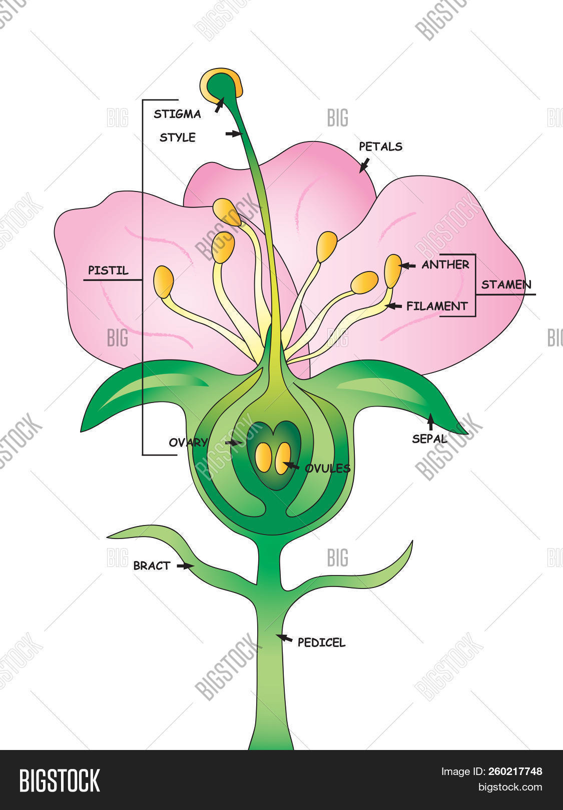analogous,anatomy,anther,biology,blossom,botany,bract,detail,diagram,different,education,educational,efflorescence,egg,envelopes,filament,floral,florid,flourish,flowers,ovary,ovules,parts,pedicel,petals,pink,pistil,school,sepal,stamen,stigma,style