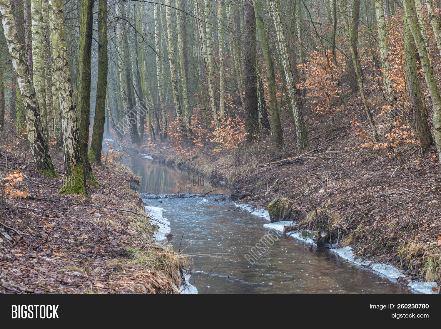 after,autumn,beauty,beech,birch,brook,bush,cold,color,creek,czech,environment,fall,fallen,flow,flowing,fog,foggy,forest,green,haze,hazy,ice,image,landscape,larch,leaf,leaves,litter,misty,morning,mossy,nature,no,outdoor,people,rain,river,scene,season,stream,tree,trunk,water,weather,wood
